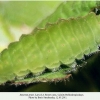 satyrium pruni larva4c